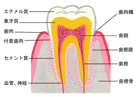 歯の構造のイメージ（＊イラスト：KTKさん）