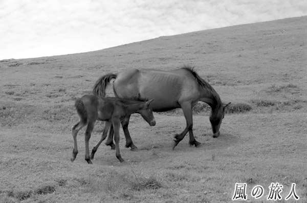 都井岬の馬の親子（白黒フィルム）の写真