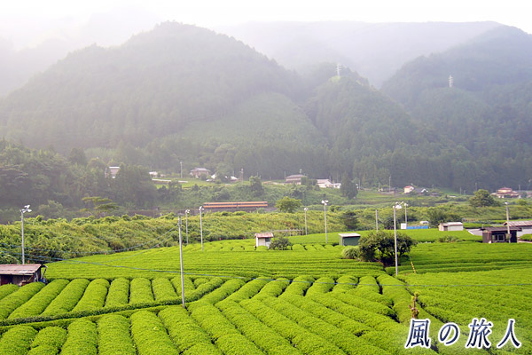 茶畑のある風景の写真