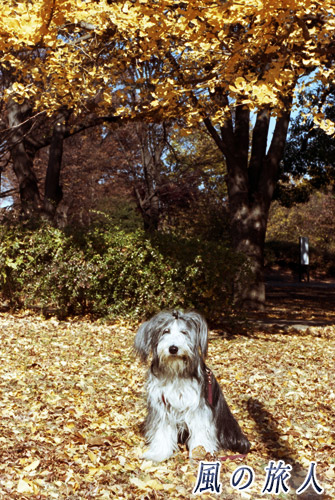 砧公園の紅葉　ビアデッドコリーの写真