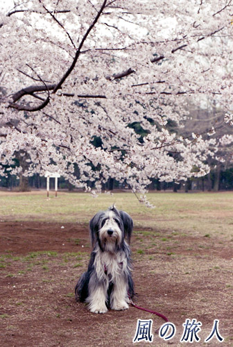 桜の木の下で　砧公園　ビアデッドコリーの写真