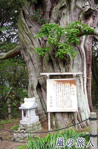 伊豆半島ツーリング　ビャクシンの神木の写真