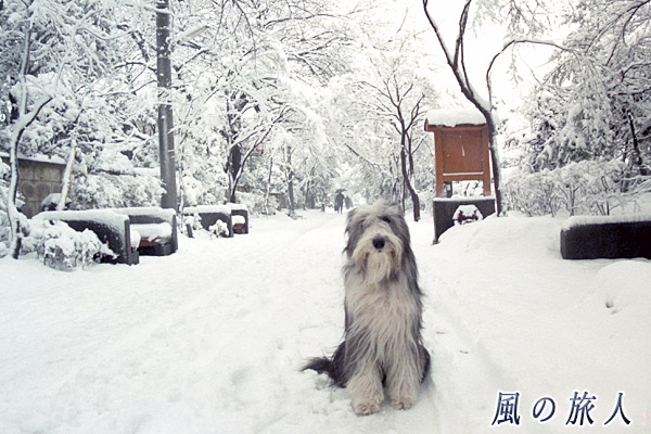 1998年の大雪の時　雪の中のビアデッドコリーの写真