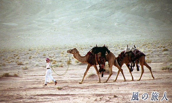 ラクダの散歩（ヨルダン　ワディラム）の写真