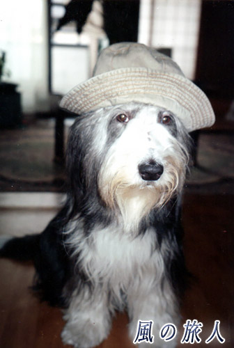 帽子を被ったビアデッド・コリーの写真