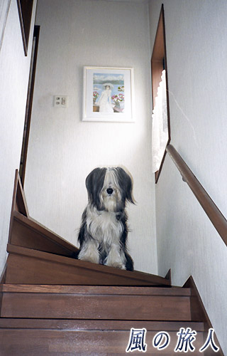 階段の上のビアデッド・コリーの写真