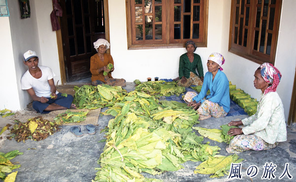 インドネシアのたばこ農家の写真