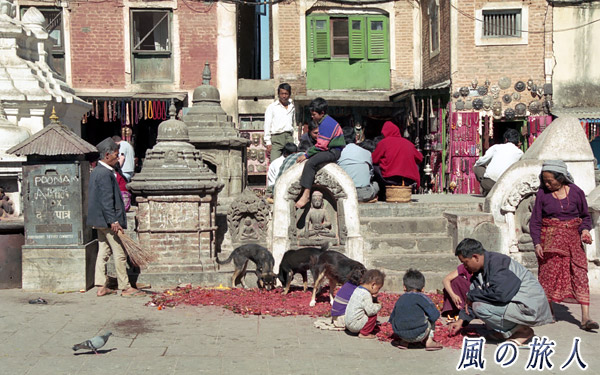 ネパールのワンコの写真