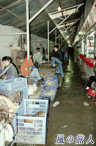 深圳　動物市場の写真