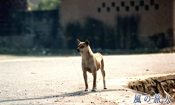 精悍（せいかん）な感じの犬の写真　陽朔(Yangshuo)、China　Feb.2000