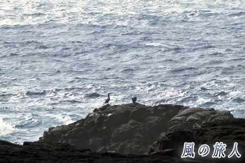 海岸の鳥たち　八丈島、三宅島卒業旅行記の写真