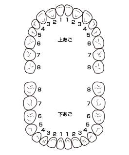 歯並びのイメージ（＊イラスト：Take2さん）