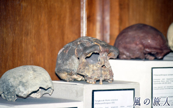ジャワ原人の化石のレプリカの写真
