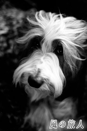 白黒写真のビアデッドコリーの写真