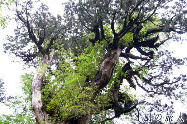 屋久島の縄文杉の上部の写真