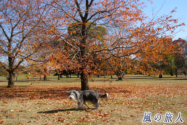 砧公園の紅葉とビアデッドコリーの写真