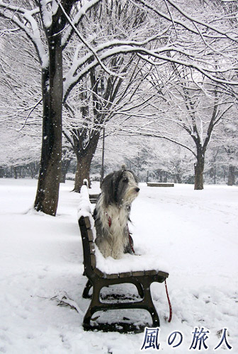 雪の砧公園　並木道　ビアデッドコリーの写真