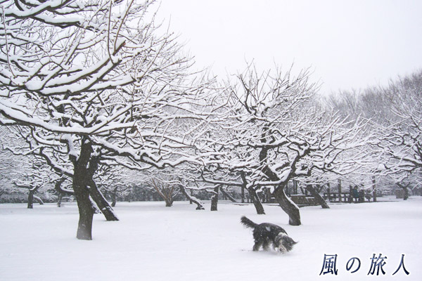 雪の砧公園　梅林　ビアデッドコリーの写真