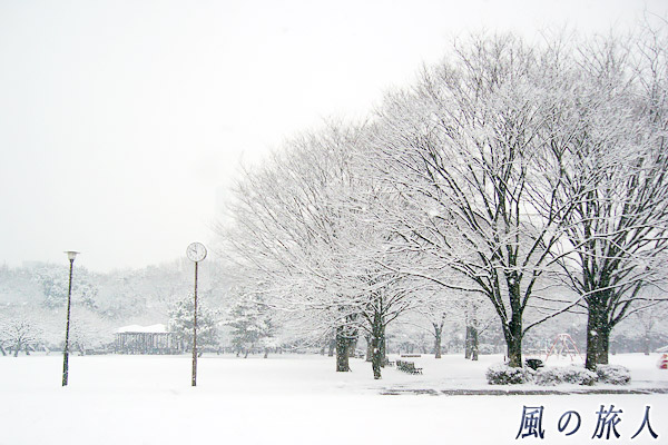 雪の砧公園の写真