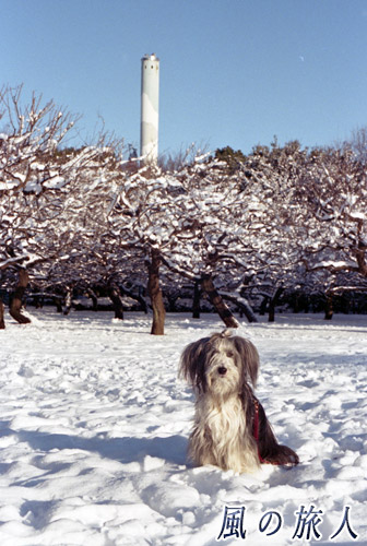 雪の砧公園　いつもの梅林と煙突　ビアデッドコリーの写真