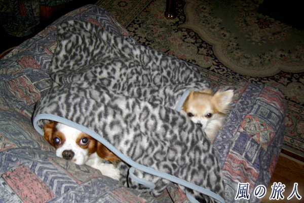 毛布の中の犬　キャバリアとチワワの写真