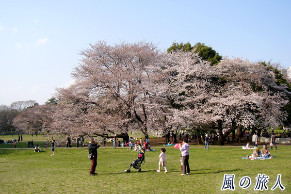 砧公園の桜の写真