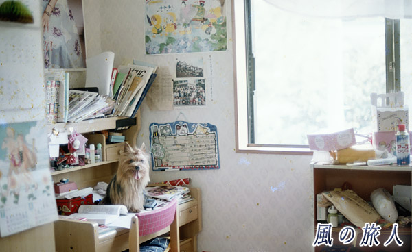 ５歳のヨークシャーテリアと勉強机の写真