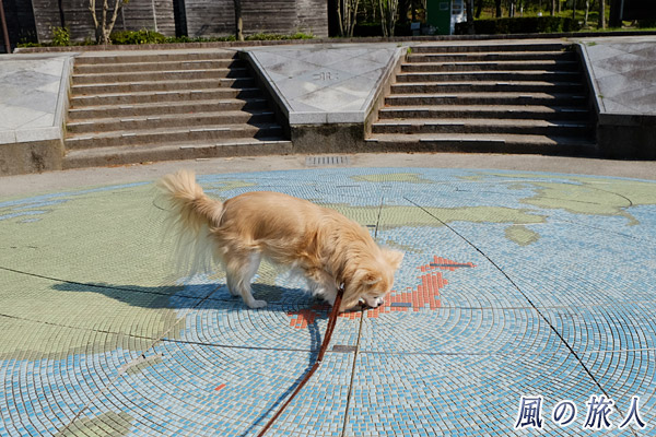 どこへ旅をしようかな～　チワワが日本地図で行き先を選んでいる様子の写真