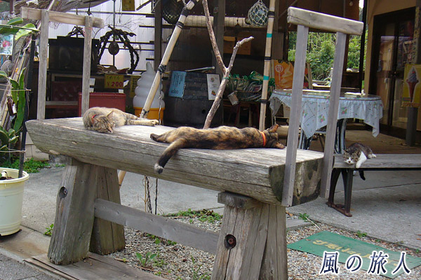 紀伊大島　カフェの店頭でくつろぐ猫たちの写真