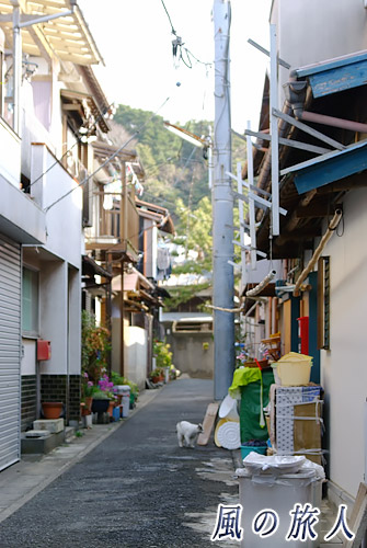 神奈川県三浦市三崎町　路地にいる猫の写真