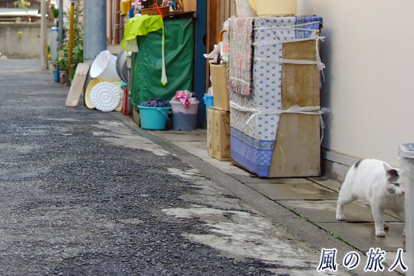 神奈川県三浦市三崎町　路地の隅を避けるように歩く猫の写真