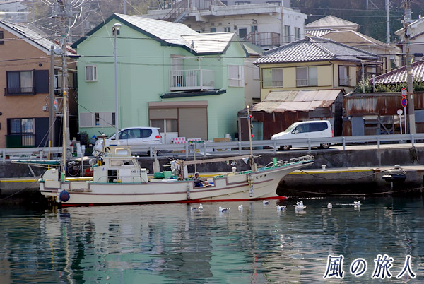 神奈川県三浦市三崎町　漁船の周りにたむろするウミネコの写真