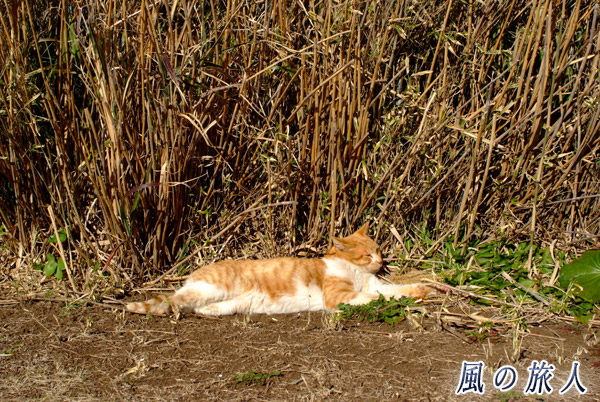 神奈川県　城ケ島　日向で寝そべる猫の写真