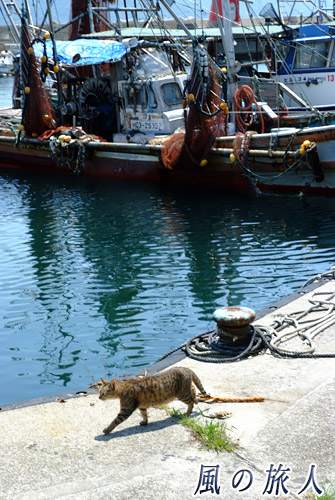 明石港　港を歩く猫の写真