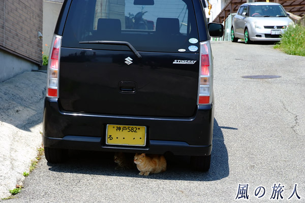 明石港　車の下で涼む猫の写真