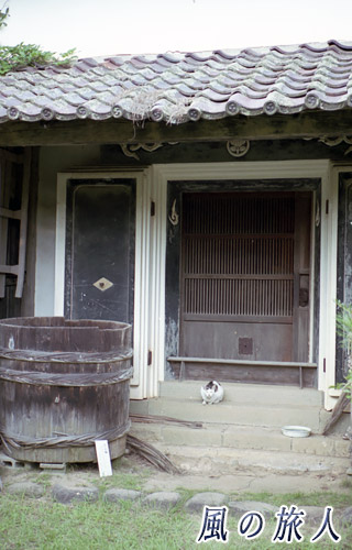 新潟　佐渡島　蔵の扉の前で用心棒のように多々座む猫の写真