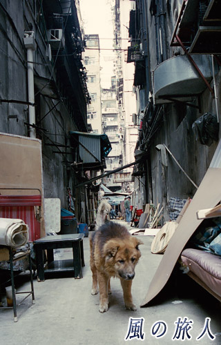 ビルの間で佇むワンコの写真　深水埗（Sham Shui Po）、HongKong　Jan.2000