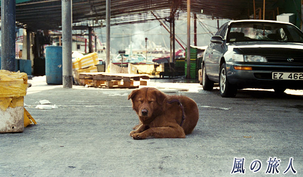 市場の番犬　香港仔（Aberdeen）、HongKong　Jan.2000