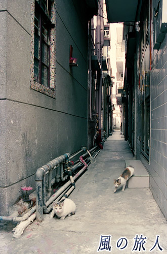 猫のお出迎えの写真　錦田吉慶圍（Kat Hing Wai）、HongKong　Jan.2000