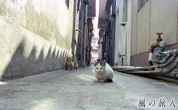 猫目線で撮った猫たちの写真　錦田吉慶圍（Kat Hing Wai）、HongKong　Jan.2000