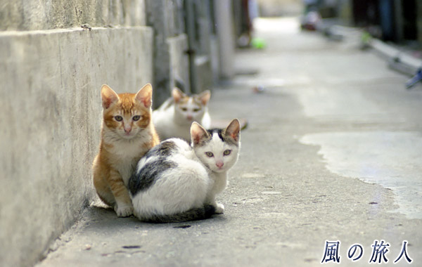 カメラ目線で佇む三匹の猫の写真　錦田吉慶圍（Kat Hing Wai）、HongKong　Jan.2000