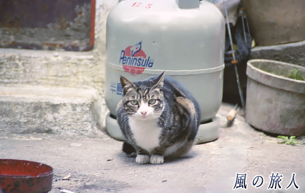 ガスボンベの前に座る猫の写真　錦田吉慶圍（Kat Hing Wai）、HongKong　Jan.2000