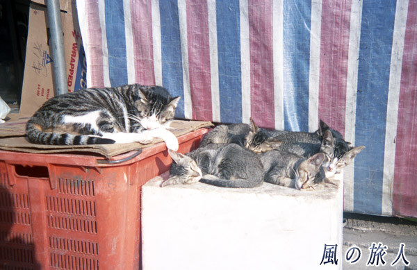 仲良くお昼寝する猫の親子の写真　旺角（Mong Kok）、HongKong　Jan.2000