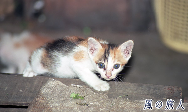 マレーシア　ボルネオ島　サラワク州　市場の子猫の写真