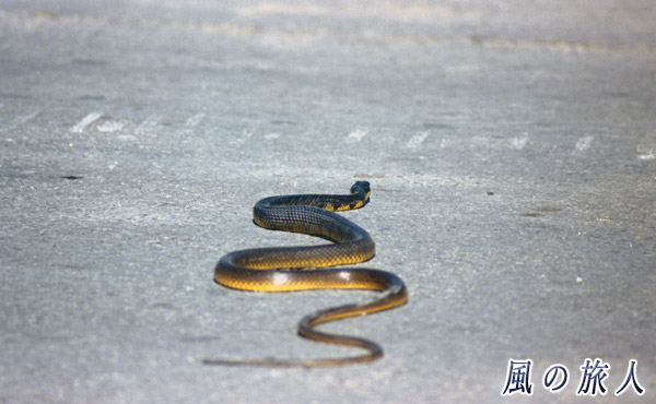 マレーシア　ボルネオ島　サラワク州　ムカー　道路を横断する蛇の写真