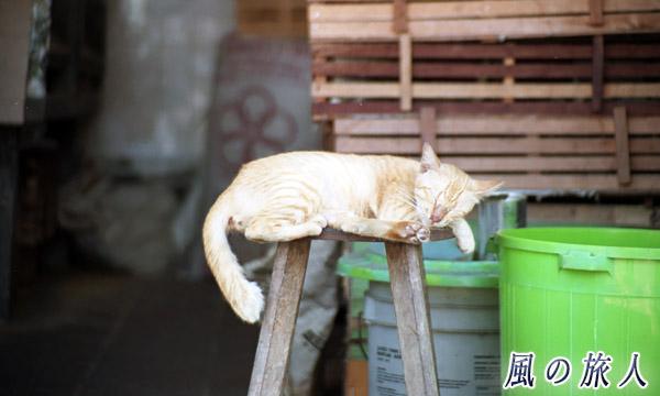 マレーシア　ボルネオ島　クチン　市場の椅子で寝る猫の写真