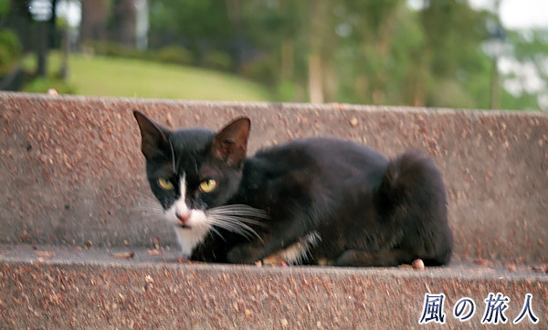 マレーシア　ボルネオ島　クチン　川辺の階段にいた猫の写真