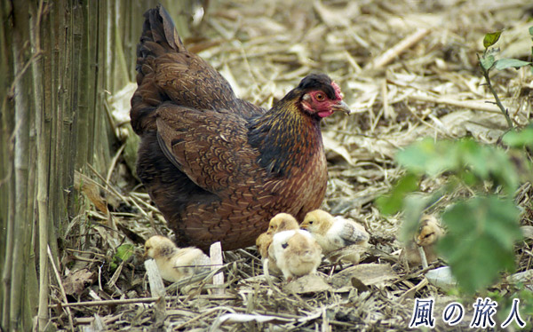 鶏の親子の写真　サパ（Sa Pa）、Vietnam　Feb.2000