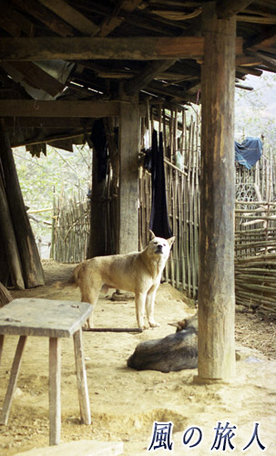 民家の番犬の写真　サパ（Sa Pa）、Vietnam　Feb.2000