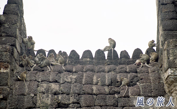 タイ　ロッブリー　プラーン サームヨート遺跡　遺跡でくつろぐ猿たちの写真